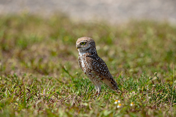863 burrowing owl (6F3A2125) April 17, 2021