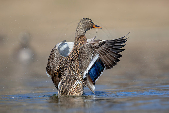 322 mallard (AF3A4836) March 20, 2021