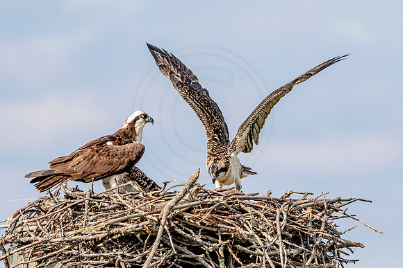 Osprey in Crown Point