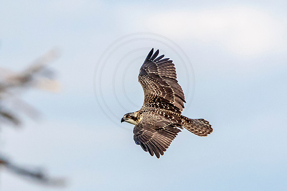 Osprey in Crown Point