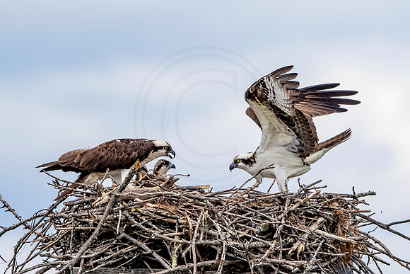 Osprey in Crown Point