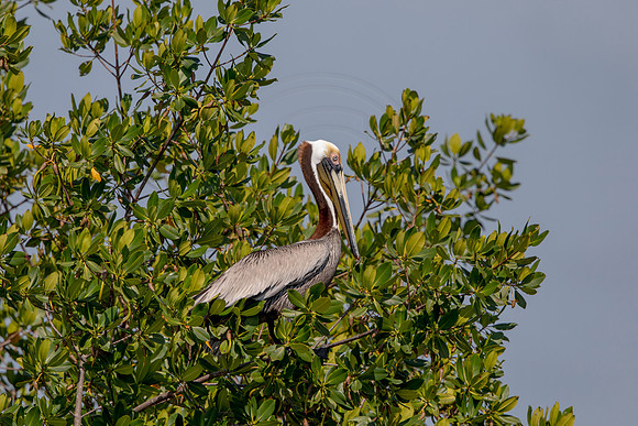 428 pelican (6F3A8734) April 15, 2021