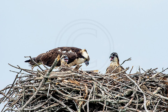 Osprey in Crown Point