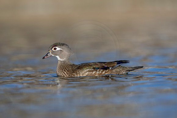 282 wood duck (AF3A4516) March 20, 2021