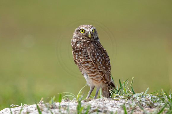 703 burrowing owl (6F3A1228) April 17, 2021