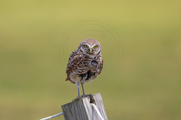 754 burrowing owl (6F3A1516) April 17, 2021