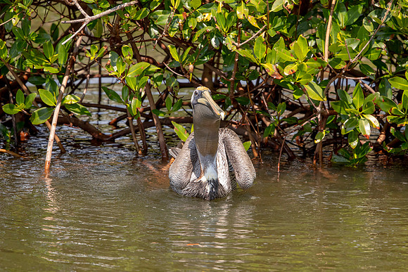 416 pelican (6F3A8646) April 15, 2021