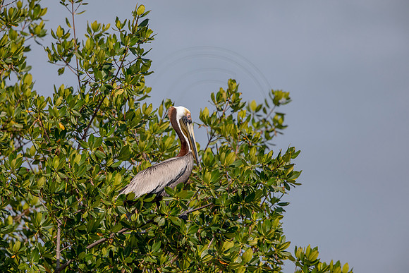 429 pelican (6F3A8736) April 15, 2021