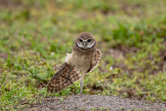 60 burrowing owl (6F3A1741) April 21, 2021