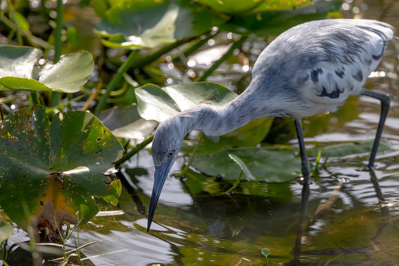 553 heron (6F3A9859) April 16, 2021