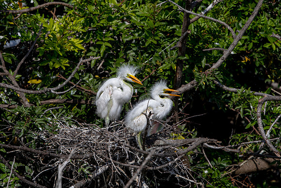 1105 egrets (6F3A4085) April 18, 2021