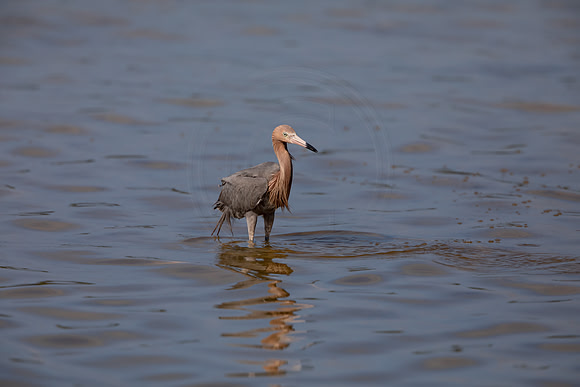 102 reddish egret (6F3A6161) April 15, 2021