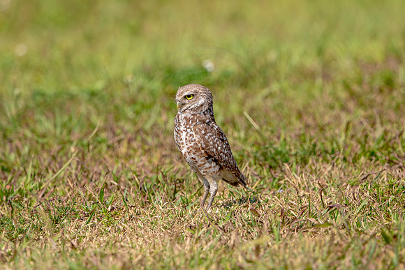 886 burrowing owl (6F3A2265) April 17, 2021