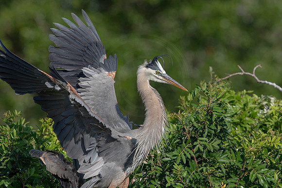 980 gbh (6F3A2986) April 18, 2021
