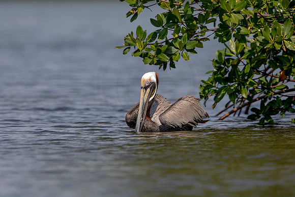 446 pelican (6F3A8836) April 15, 2021