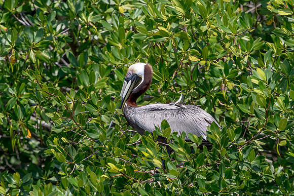 311 pelican (6F3A8027) April 15, 2021