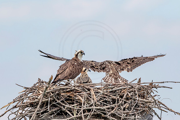 Osprey in Crown Point