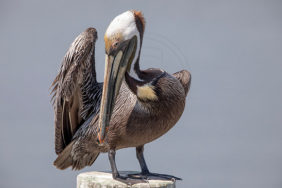 410 pelican (6F3A8626) April 15, 2021