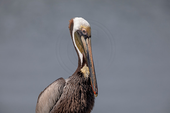 403 pelican (6F3A8574) April 15, 2021