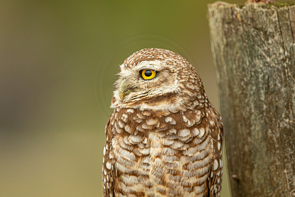 44 burrowing owl (6F3A3155) April 21, 2021