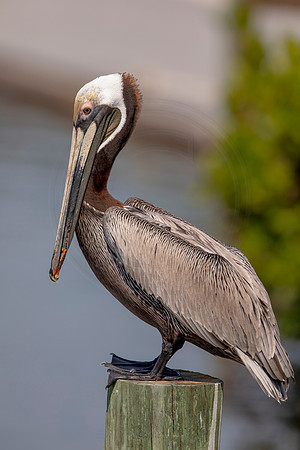 415 pelican (6F3A8636) April 15, 2021