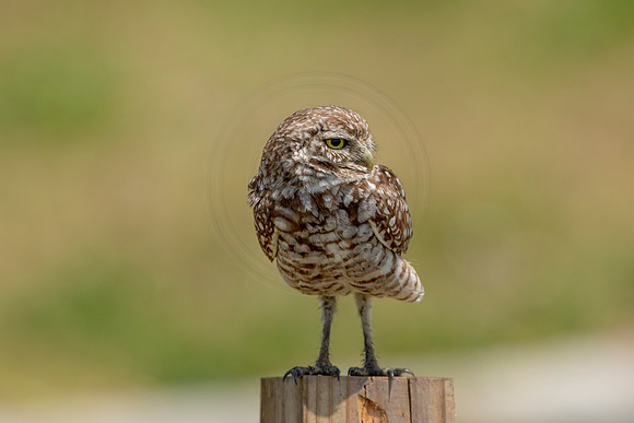 717 burrowing owl (6F3A1320) April 17, 2021