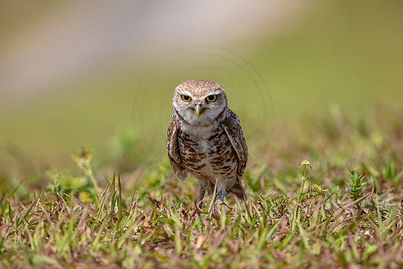 868 burrowing owl (6F3A2142) April 17, 2021