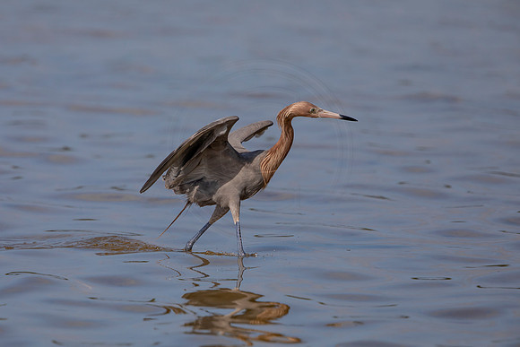 92 reddish egret (6F3A6119) April 15, 2021