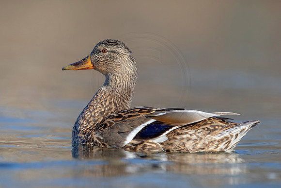 302 mallard (AF3A4610) March 20, 2021