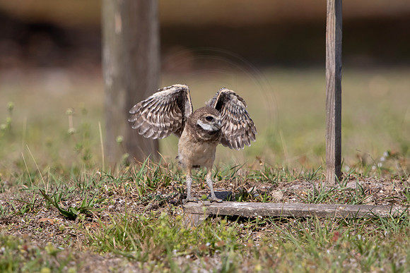 1238 burrowing owl (6F3A5871) April 18, 2021