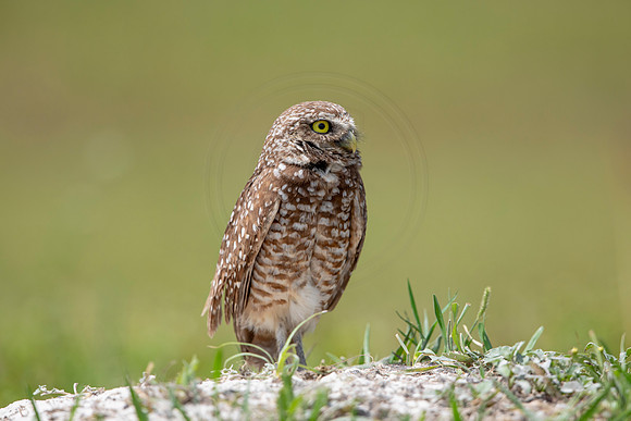 694 burrowing owl (6F3A1170) April 17, 2021