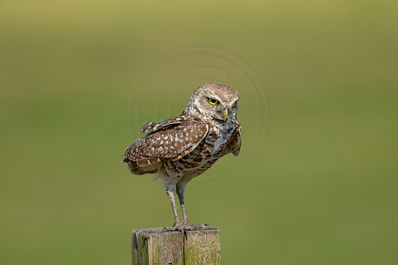902 burrowing owl (6F3A2404) April 17, 2021