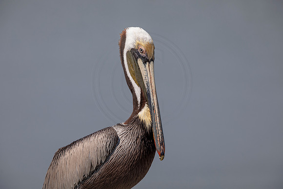412 pelican (6F3A8630) April 15, 2021