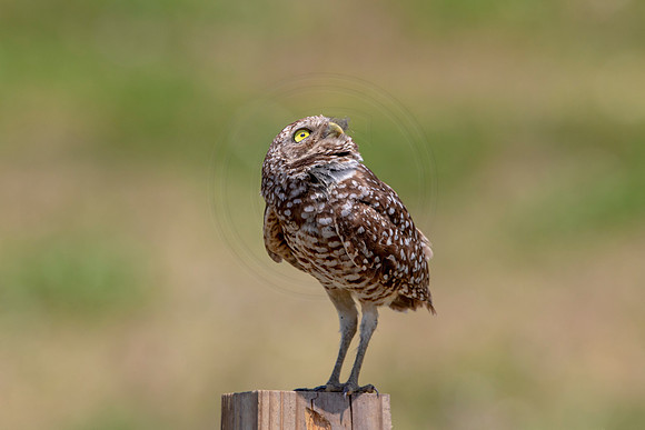 731 burrowing owl (6F3A1409) April 17, 2021