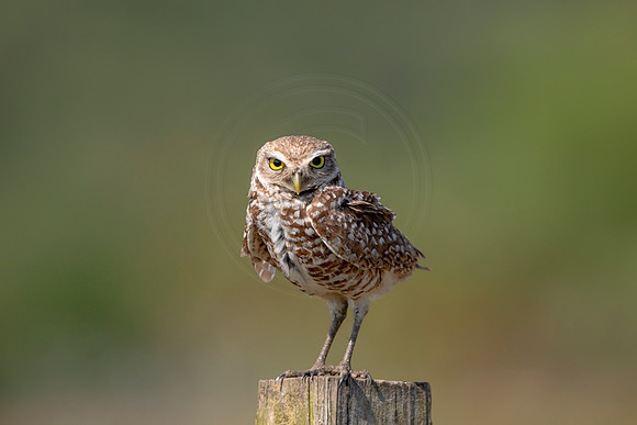 882 burrowing owl (6F3A2239) April 17, 2021