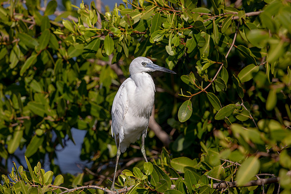105 juvenile little blue heron (6F3A6298) April 15, 2021