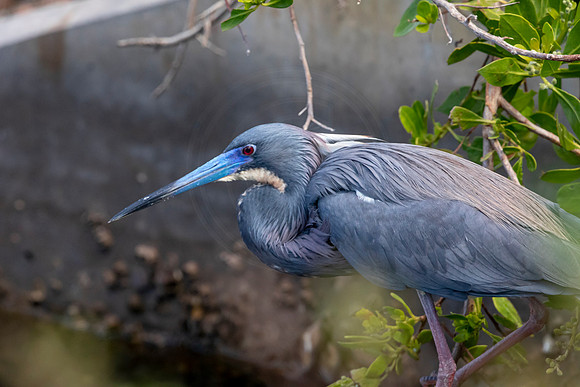 210 little blue heron (6F3A6973) April 15, 2021
