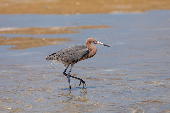 267 reddish egret (6F3A7496) April 15, 2021