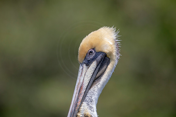 331 pelican (6F3A8227) April 15, 2021