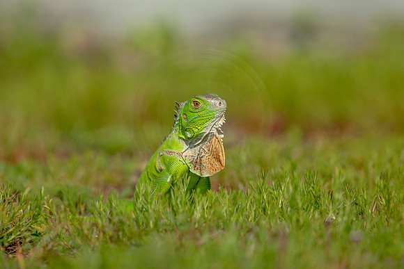 490 iguana (6F3A9051) April 15, 2021
