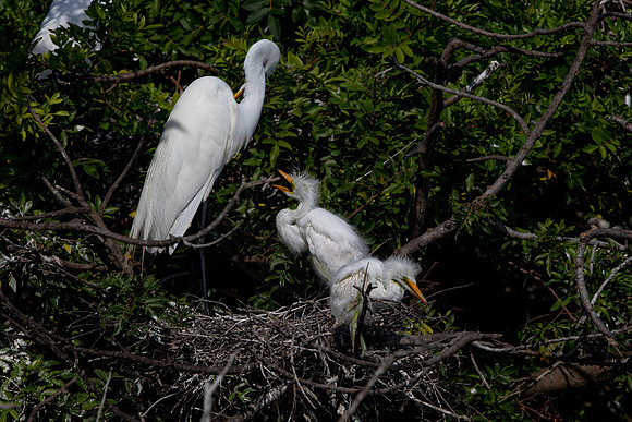 1093 egrets (6F3A4039) April 18, 2021