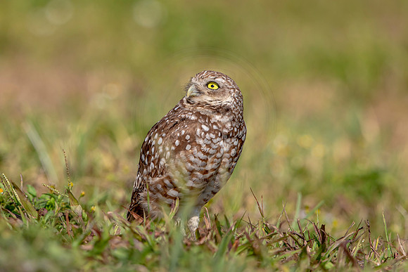 892 burrowing owl (6F3A2339) April 17, 2021