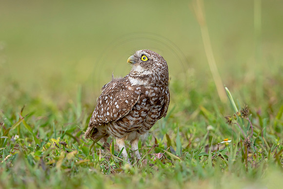 600 burrowing owl (6F3A0379) April 17, 2021