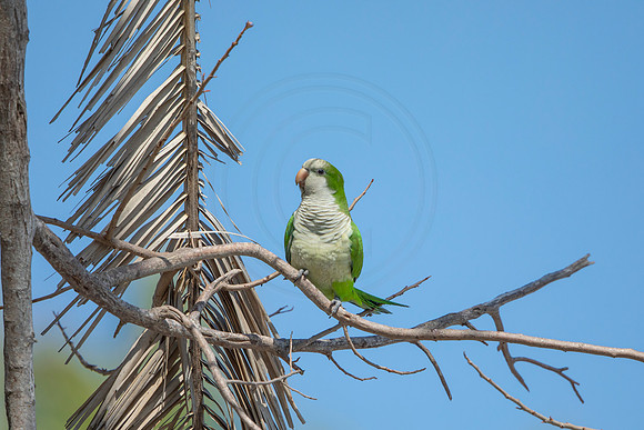 1221 monk parakeet (6F3A5583) April 18, 2021