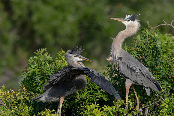 984 gbh (6F3A3000) April 18, 2021