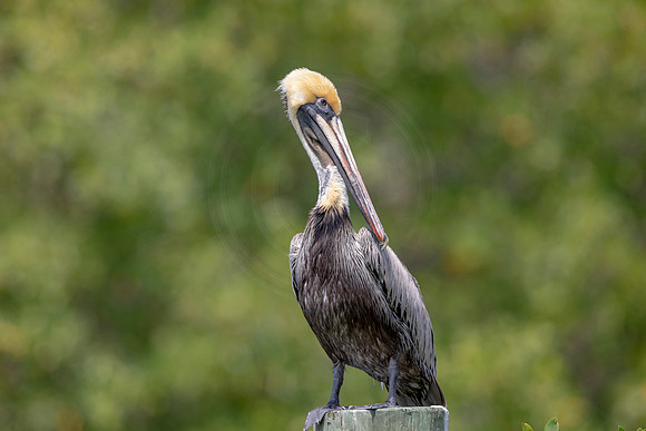 359 pelican (6F3A8363) April 15, 2021