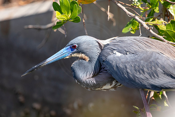 223 little blue heron (6F3A7102) April 15, 2021