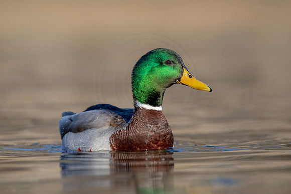 277 mallard (AF3A4491) March 20, 2021