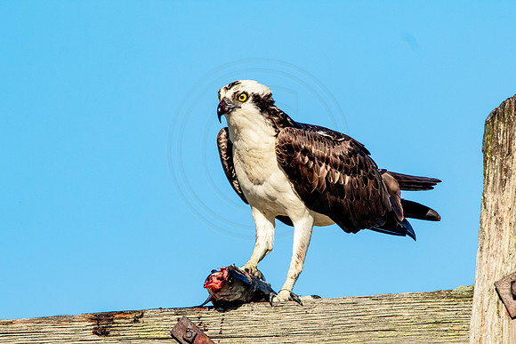 Osprey in Crown Point