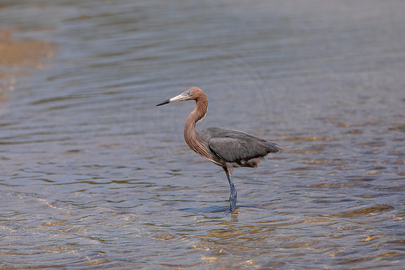 202 reddish egret (6F3A6883) April 15, 2021